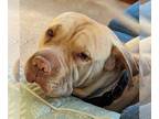 Chinese Shar-Pei Mix DOG FOR ADOPTION RGADN-1354257 - MIRA (COURTESY POST) -