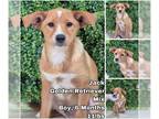 Golden Retriever Mix DOG FOR ADOPTION RGADN-1354263 - Jack from Korea - Golden