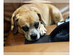 Beagle DOG FOR ADOPTION RGADN-1354284 - Mary Jane - Beagle Dog For Adoption