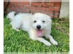 Poodle (Miniature) DOG FOR ADOPTION RGADN-1354299 - Rocky - Poodle (Miniature)