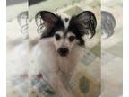 Papillon DOG FOR ADOPTION RGADN-1354311 - Rui - Papillon Dog For Adoption
