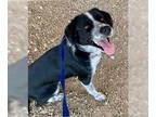 Border Collie Mix DOG FOR ADOPTION RGADN-1354313 - Rocky Balboa 59874 - Border