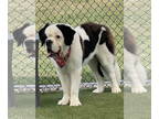 Saint Bernard DOG FOR ADOPTION RGADN-1354314 - Rowdy - Saint Bernard (medium