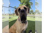 Mastiff DOG FOR ADOPTION RGADN-1354316 - Blanche - English Mastiff (medium coat)