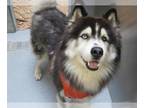 Alaskan Malamute DOG FOR ADOPTION RGADN-1354334 - REY - Alaskan Malamute (medium
