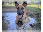 Black Mouth Cur-Rhodesian Ridgeback Mix DOG FOR ADOPTION RGADN-1354356 - CHUCK -