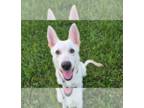 Huskies Mix DOG FOR ADOPTION RGADN-1354366 - Luna - Husky / Shepherd / Mixed Dog