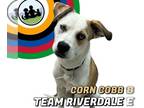 Siberian Husky Mix DOG FOR ADOPTION RGADN-1354388 - *CORN COBB - Siberian Husky