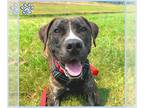 Boxer Mix DOG FOR ADOPTION RGADN-1354403 - *MARBLE - Boxer / Mixed (medium coat)