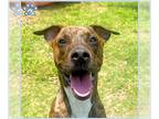 Plott Hound DOG FOR ADOPTION RGADN-1354404 - BRUNO - Plott Hound (medium coat)