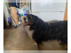 Australian Shepherd DOG FOR ADOPTION RGADN-1354415 - Bodee - Australian Shepherd