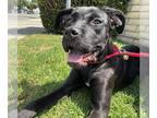 Boxador DOG FOR ADOPTION RGADN-1354419 - Chelsea - Labrador Retriever / Boxer /