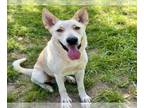 Shepradors DOG FOR ADOPTION RGADN-1354448 - SPALDING - German Shepherd Dog /