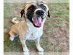 Anatolian Shepherd Mix DOG FOR ADOPTION RGADN-1354495 - Dog - Anatolian Shepherd