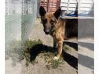 German Shepherd Dog DOG FOR ADOPTION RGADN-1354509 - GHOST - German Shepherd Dog