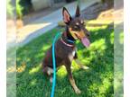 Pharaoh Hound-Pointer Mix DOG FOR ADOPTION RGADN-1354520 - *SOLILOQUY - Pharaoh