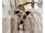 Catahoula Leopard Dog Mix DOG FOR ADOPTION RGADN-1354524 - Bonnaroo - Catahoula