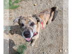 Mastiff Mix DOG FOR ADOPTION RGADN-1354584 - Otis Sponsored - Mastiff / Mixed