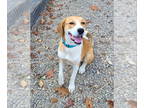 Beagle Mix DOG FOR ADOPTION RGADN-1354585 - Buster - Beagle / Mixed (medium