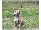 Catahoula Leopard Dog Mix DOG FOR ADOPTION RGADN-1354621 - TITAN - Catahoula