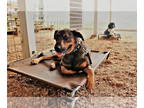 German Shepherd Dog-Great Dane Mix DOG FOR ADOPTION RGADN-1354638 - Bud Bud -