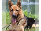 German Shepherd Dog Mix DOG FOR ADOPTION RGADN-1354641 - Star - German Shepherd