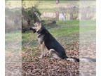German Shepherd Dog DOG FOR ADOPTION RGADN-1354653 - Hazel Basil - German