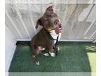Staffordshire Bull Terrier Mix DOG FOR ADOPTION RGADN-1354680 - BUZZ -