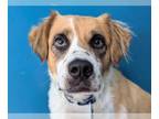 Australian Shepherd-Saint Bernard Mix DOG FOR ADOPTION RGADN-1354730 - CATALINA