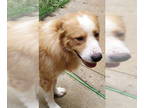 Golden Pyrenees DOG FOR ADOPTION RGADN-1354740 - Scooby - Golden Retriever /