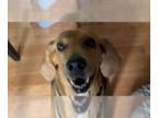 Bloodhound-Treeing Walker Coonhound Mix DOG FOR ADOPTION RGADN-1354756 - Soso -