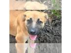 German Shepherd Dog Mix DOG FOR ADOPTION RGADN-1354757 - Olive - German Shepherd
