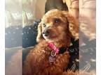 Poodle (Miniature) DOG FOR ADOPTION RGADN-1354772 - Strawberry - Poodle