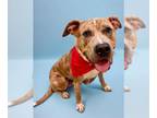 Catahoula Leopard Dog Mix DOG FOR ADOPTION RGADN-1354848 - *LOVEBUG - Catahoula