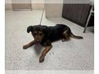 Mastador DOG FOR ADOPTION RGADN-1354850 - NOAH - Mastiff / Labrador Retriever /