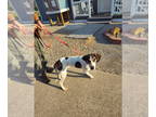 Coonhound Mix DOG FOR ADOPTION RGADN-1354939 - Anastasia - Coonhound / Mixed Dog
