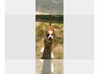Boxer DOG FOR ADOPTION RGADN-1354945 - Simba - Boxer Dog For Adoption
