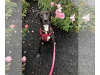 Labrador Retriever Mix DOG FOR ADOPTION RGADN-1354995 - Sammy - 1 year old male