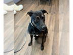 Rottweiler Mix DOG FOR ADOPTION RGADN-1354996 - Muddy - Rottweiler / Mixed