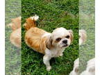 Shih Tzu DOG FOR ADOPTION RGADN-1355031 - Sadie - Shih Tzu (long coat) Dog For