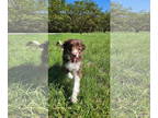 Australian Shepherd Mix DOG FOR ADOPTION RGADN-1355032 - Briggs in LA -