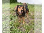 Collie-Spaniel Mix DOG FOR ADOPTION RGADN-1355037 - COURTESY POST: Sunny -