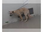 German Shepherd Dog-Siberian Husky Mix DOG FOR ADOPTION RGADN-1355066 - LOAF -