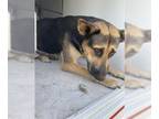 German Shepherd Dog DOG FOR ADOPTION RGADN-1355094 - PIPER - German Shepherd Dog