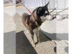 Mix DOG FOR ADOPTION RGADN-1355118 - *ALASKA - Husky (medium coat) Dog For