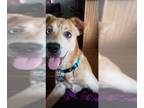 Huskies -Labrador Retriever Mix DOG FOR ADOPTION RGADN-1355125 - BLUE - Labrador