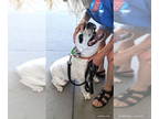 Dalmatian Mix DOG FOR ADOPTION RGADN-1355171 - Alice (mm) - Dalmatian / Mixed