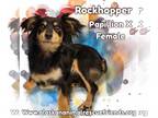 Papillon Mix DOG FOR ADOPTION RGADN-1355174 - Rockhopper - Papillon / Mixed
