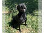 Labrador Retriever DOG FOR ADOPTION RGADN-1355187 - AKILES - Labrador Retriever