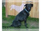 Labrador Retriever DOG FOR ADOPTION RGADN-1355198 - BEAR - Labrador Retriever